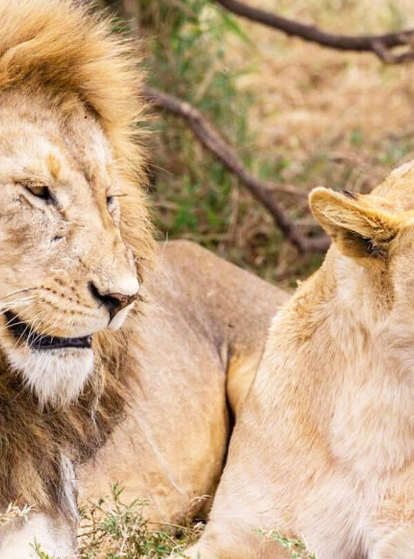 serengeti national park
