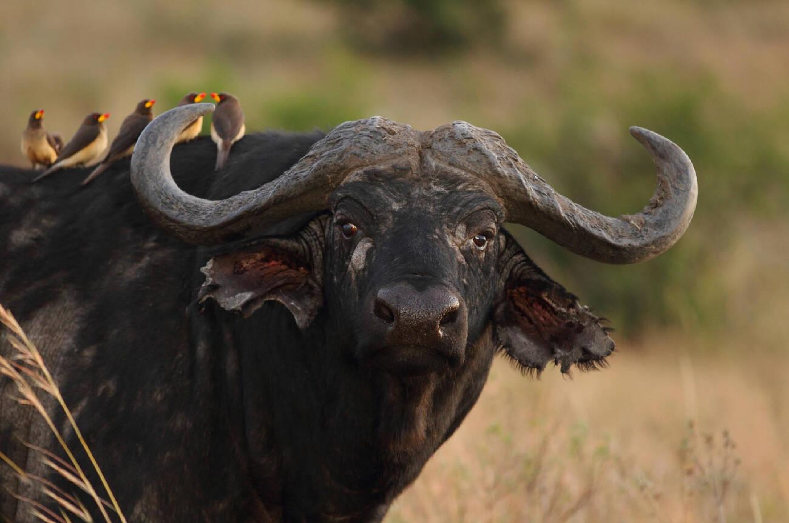 7-Day Ultimate Tanzania Tour and Safaris Adventure